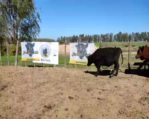 Lote 115 Terneros en Brandsen, Buenos Aires