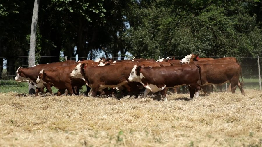 Lote Vaquilla para servicio
