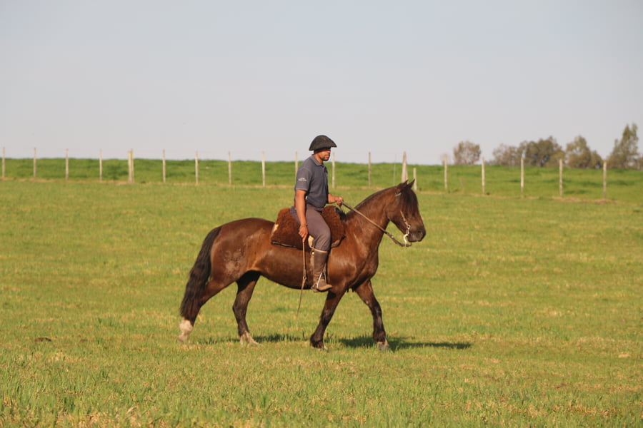 Lote SANTA GLORIA SUERTE NEGRA