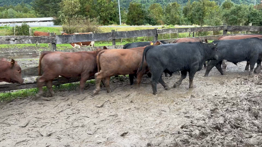 Lote 13 Ternero en Cisnes, XI Región Aysén