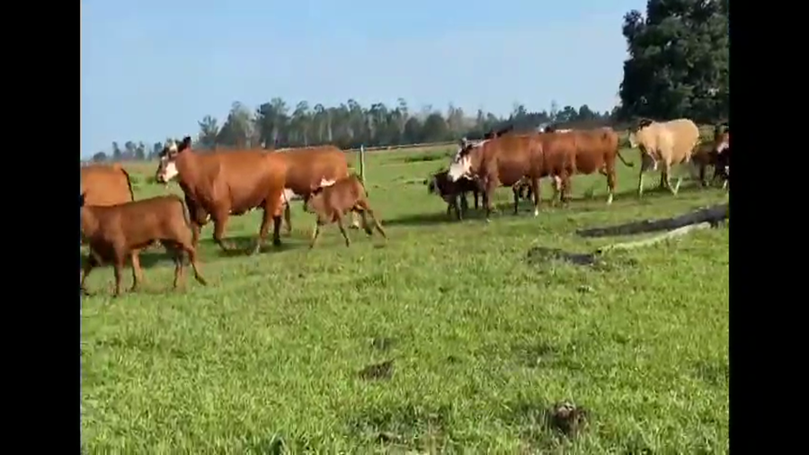 Lote 56 Vacas nuevas C/ cria