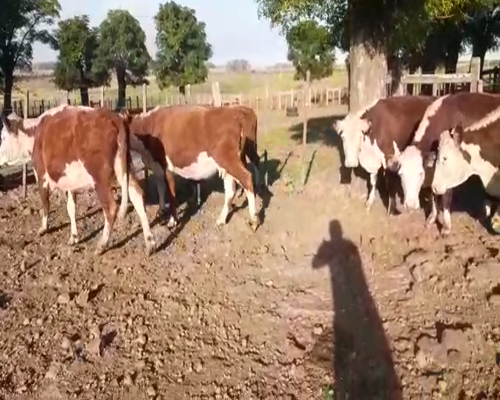 Lote 13 Vacas de Invernada en Artigas