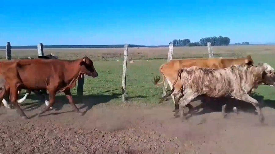Lote 15 Vacas p/ invernar en Corrientes, Virasoro