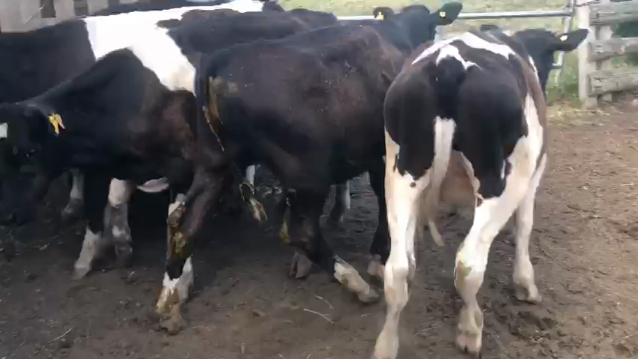 Lote 5 Terneros Holando