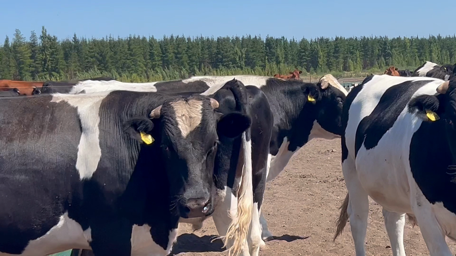 Lote 45 Novillo Gordo en Los Ángeles, VIII Región Biobío