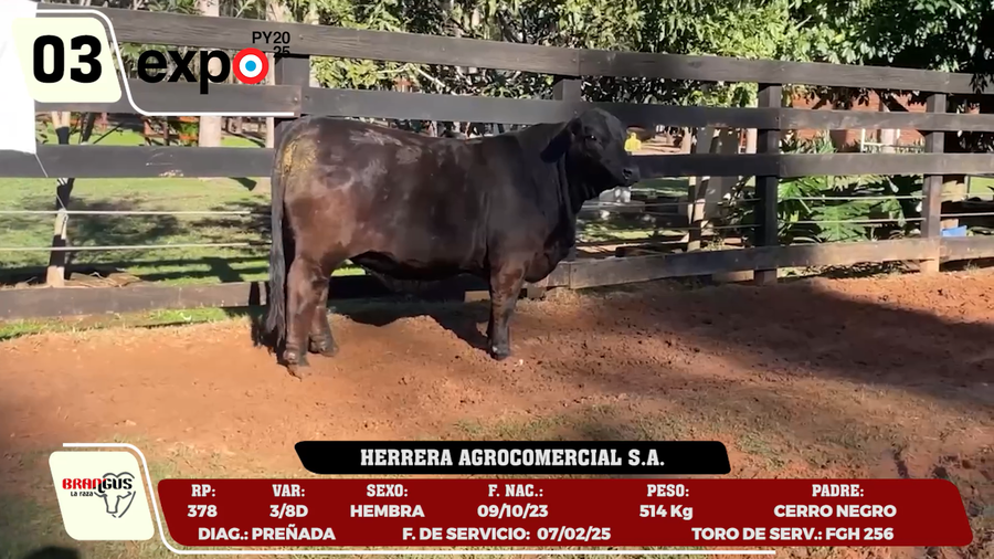 Lote LOTE 3