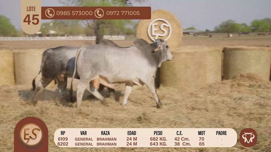 Lote TOROS BRAHMAN 24 MESES