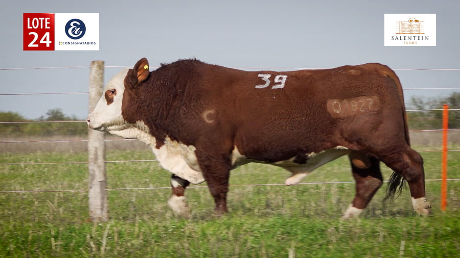 Lote LOTE 24 - TOROS BRAFORD NO. 39