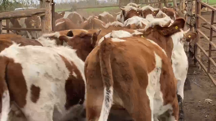 Lote 35 Novillo Engorda en María Pinto, Región Metropolitana