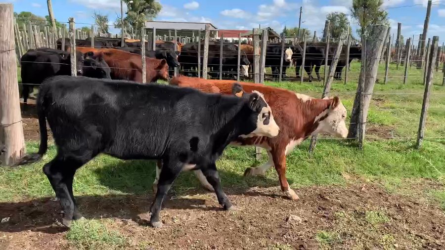 Lote 4 Terneras en Tupambaé, Cerro Largo