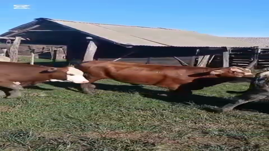 Lote 34 Vaquillonas preñadas en Corrientes, Virasoro