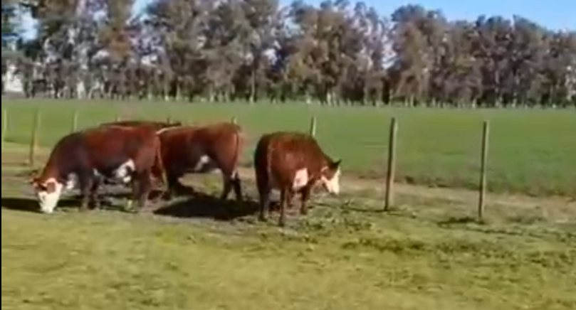 Lote VAQUILLONAS POLLED HEREFORD PURAS REGISTRADAS