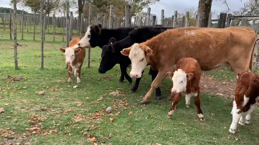 Lote 12 Piezas de cría en Melo, Cerro Largo