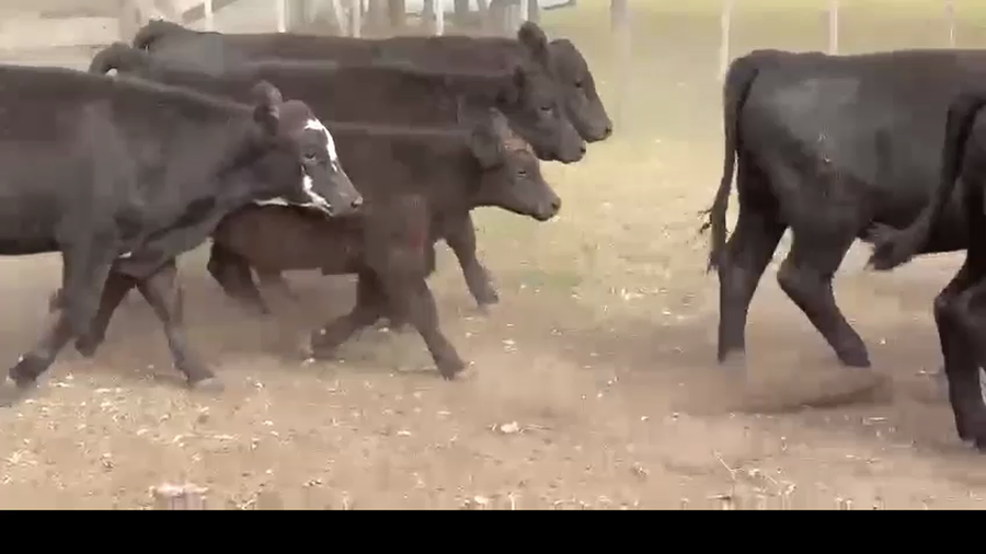 Lote 66  TERNEROS/AS