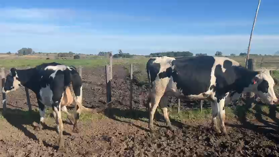 Lote 2 Vaquillonas  Holando a remate en Pantalla Camy en Jesus Maria