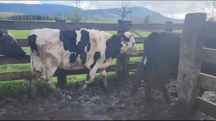 Lote 20 Novillo Gordo en Los Lagos, XIV Región Los Ríos