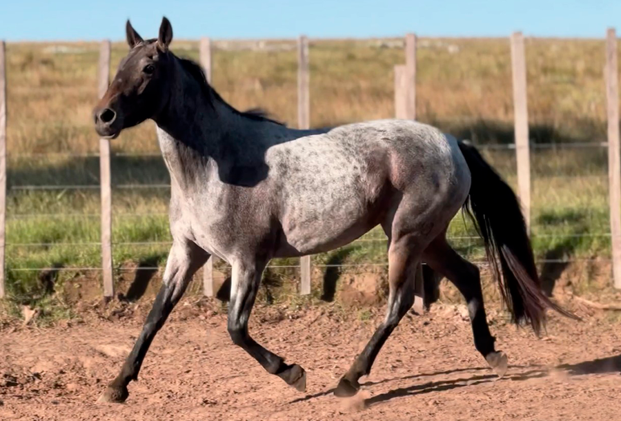 Lote GOTERA DEL CEIBAL