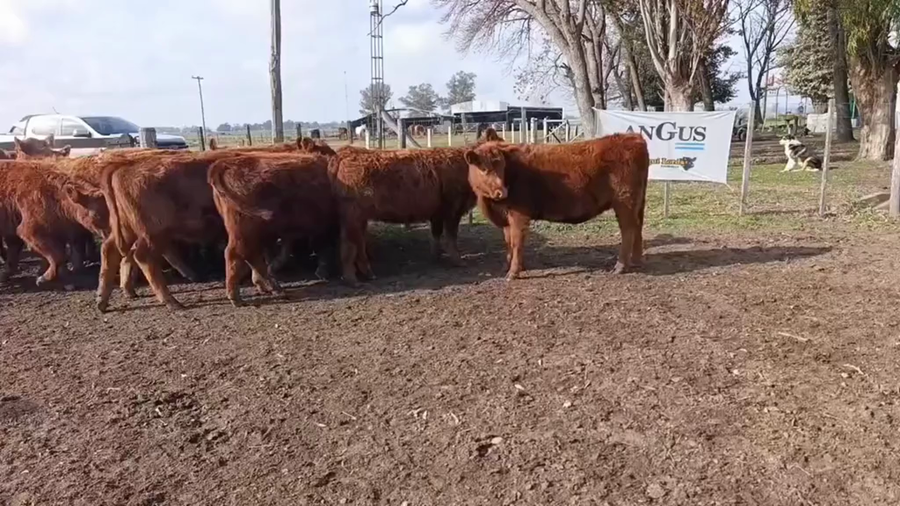 Lote 16 Terneras
