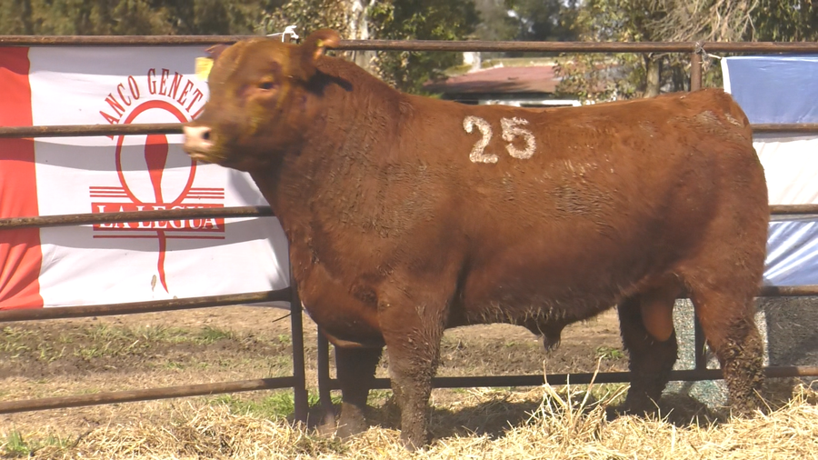 Lote TOROS ANGUS COLORADOS PC