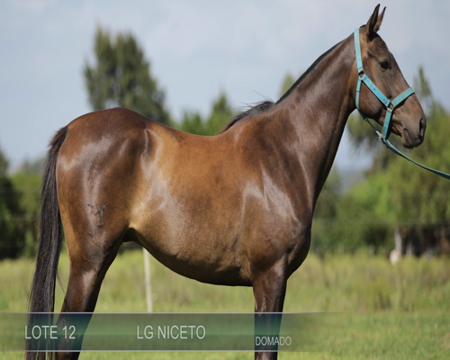 Lote LA NICETO