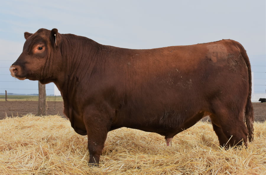 Lote TOROS PC