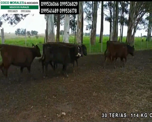 Lote 30 Terneras en Cuchilla del Perdido, Soriano