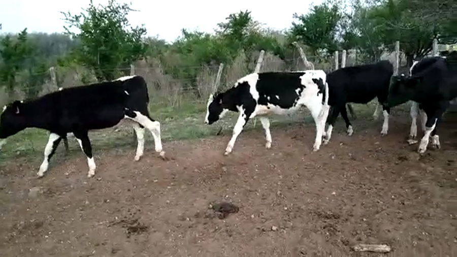 Lote TERNEROS HOLANDO