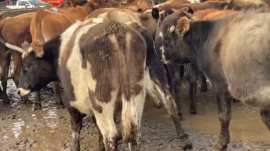 Lote 40 Novillo Engorda en Purranque, X Región Los Lagos