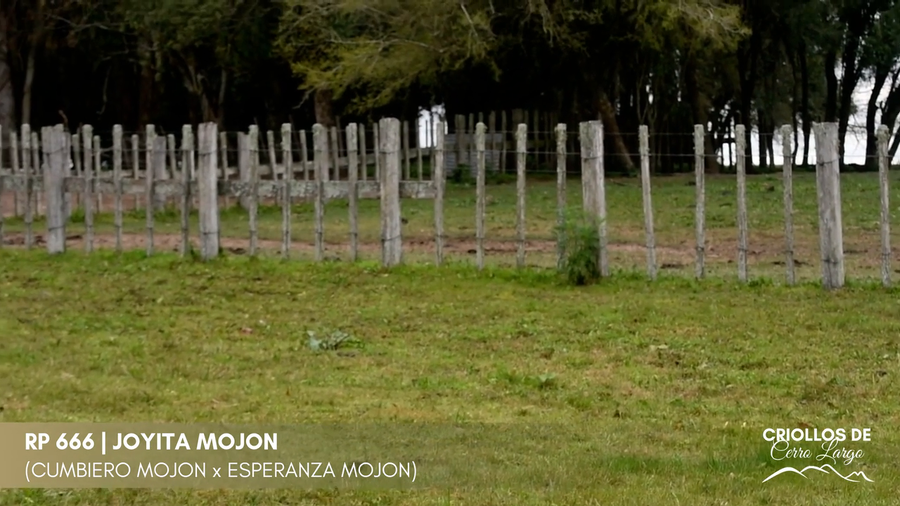 Lote JOYITA MOJON