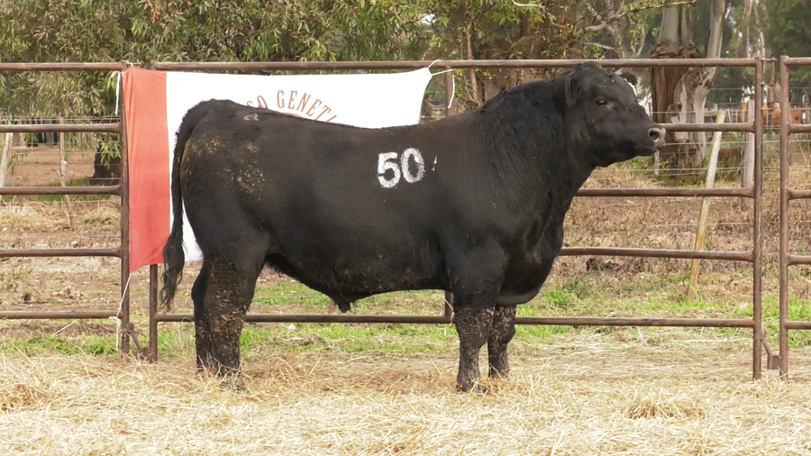 Lote TOROS ANGUS NEGROS  PC