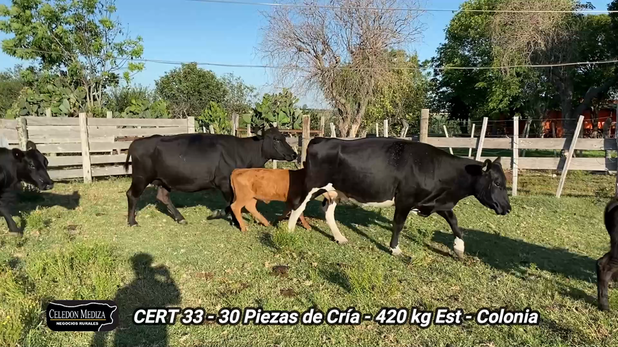 Lote 30 Piezas de cría en Colonia