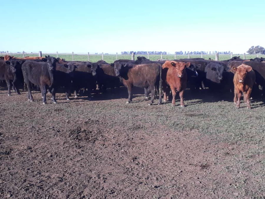 Lote 100 Terneros en Olavarría, Buenos Aires