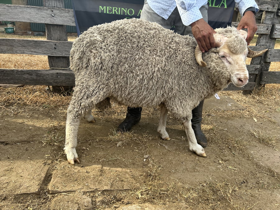 Lote Borrego 2D (MO: Si)