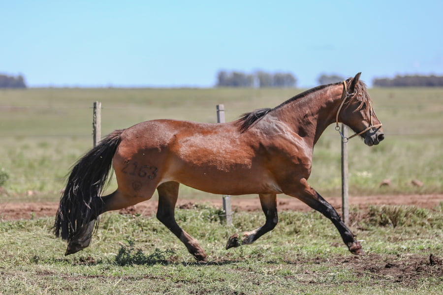 Lote DEL SILENCIO  ILUSION