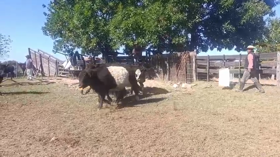 Lote 16 Terneros en Buenos Aires, San Antonio de Areco