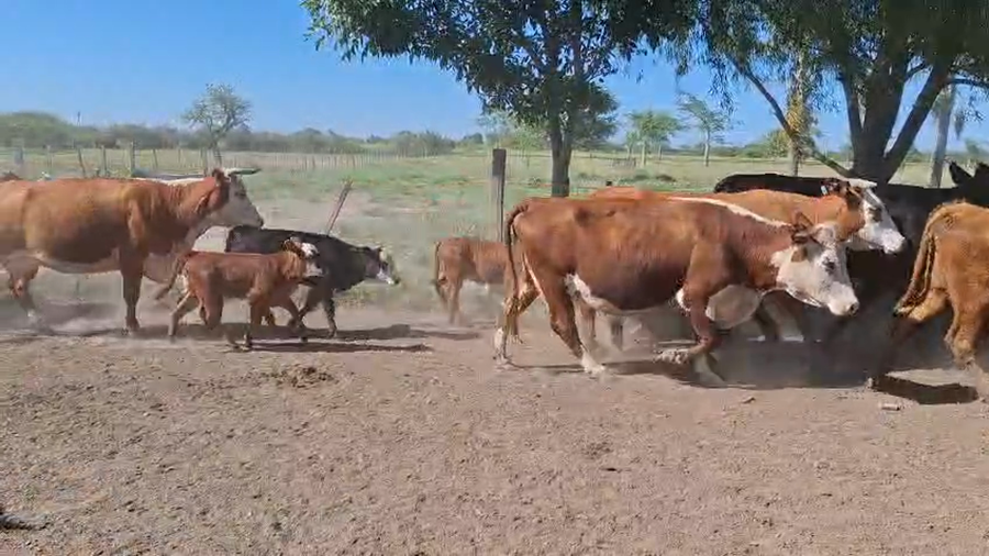 Lote 60 Vacas con Cría