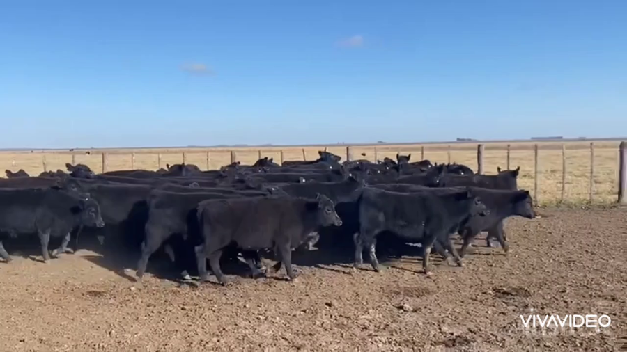 Lote 60 Terneras en Dolores, Buenos Aires