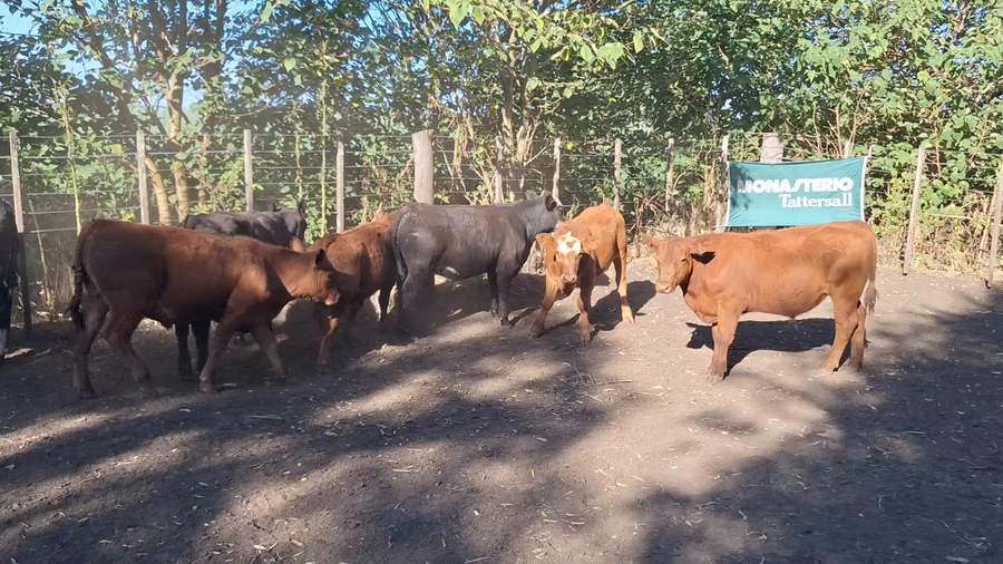 Lote 50 Terneros en Roque Pérez