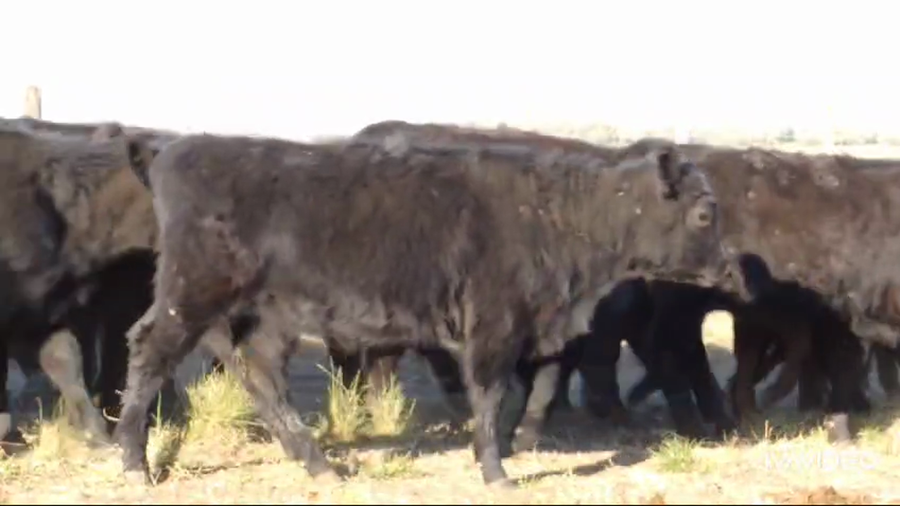 Lote 150 Terneras en Lezama, Buenos Aires