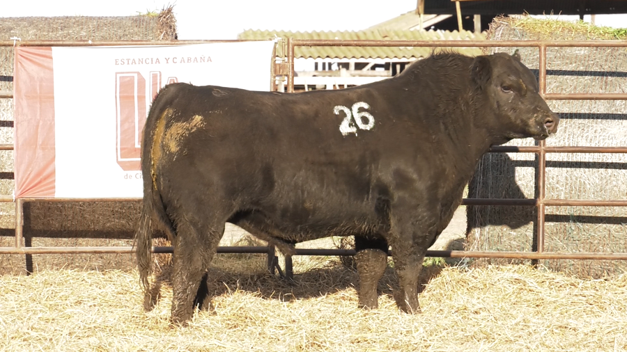 Lote TOROS ANGUS NEGROS  PC