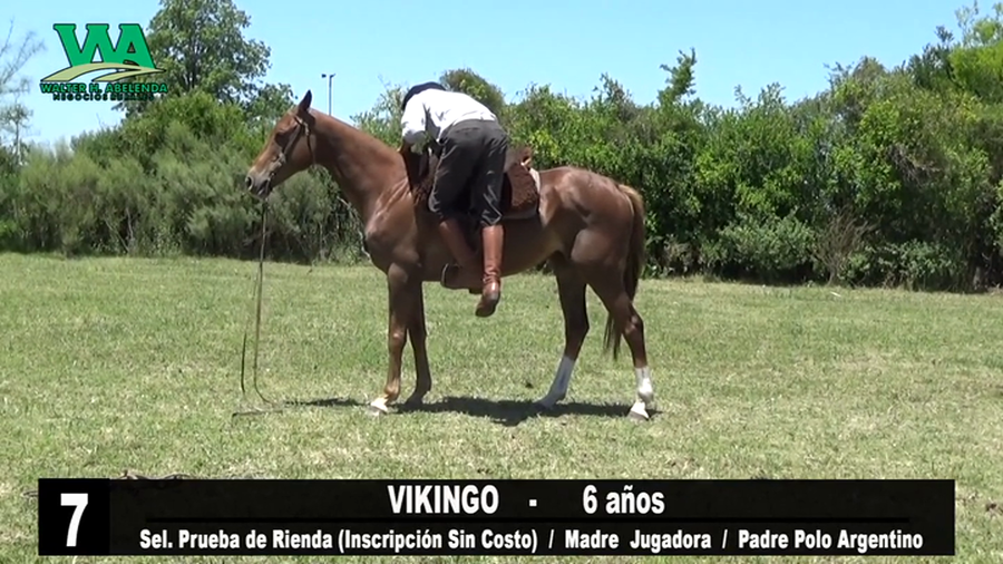 Lote VIKINGO