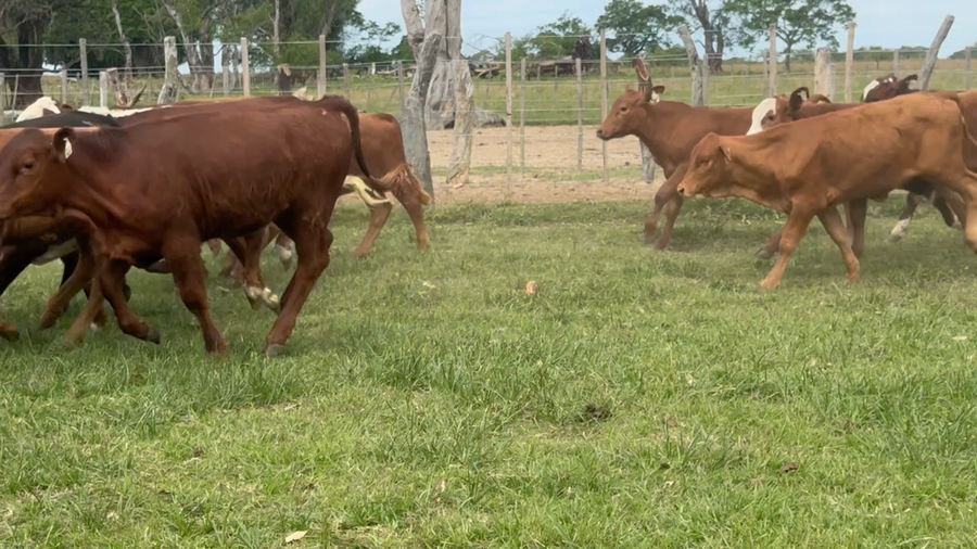 Lote 115 Terneros/as en Corrientes, Esquina