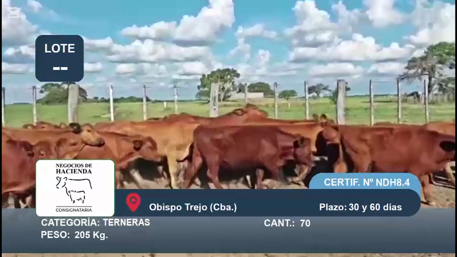 Lote 70 Terneras en Córdoba, Obispo Trejo
