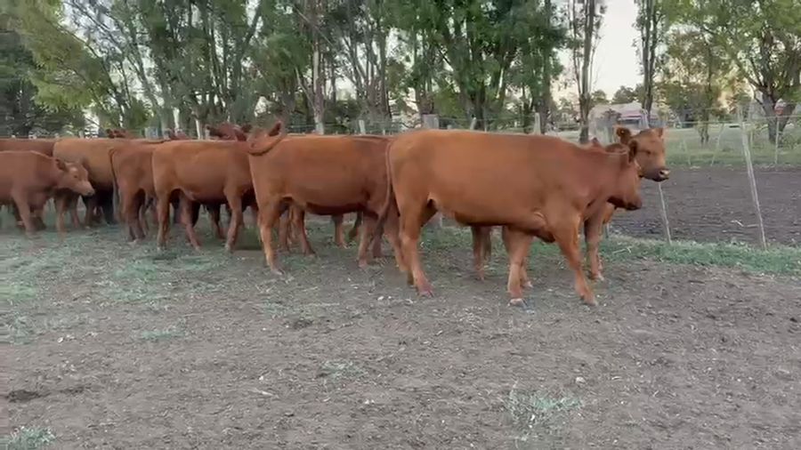 Lote 38 Vaquillonas C/ gtia de preñez en Tres Arroyos
