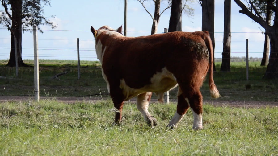 Lote POLLED HEREFORD