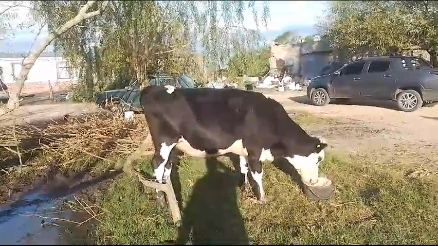 Lote Vaquillonas  Cr a remate en Pantalla Camy en Mundo Azul