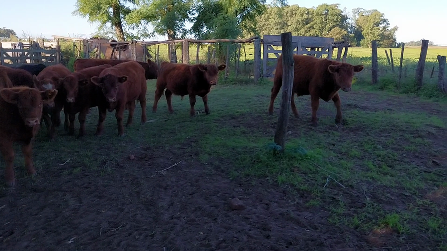 Lote 18 Terneros/as