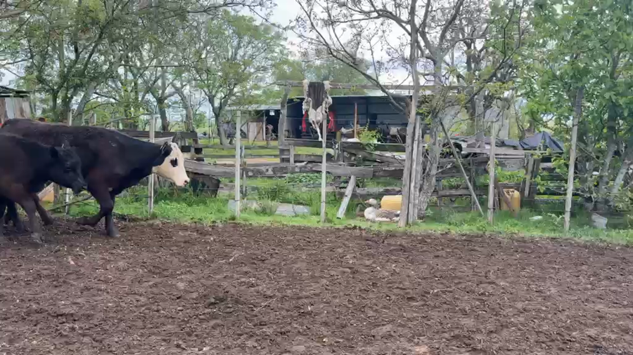 Lote TERNERAS