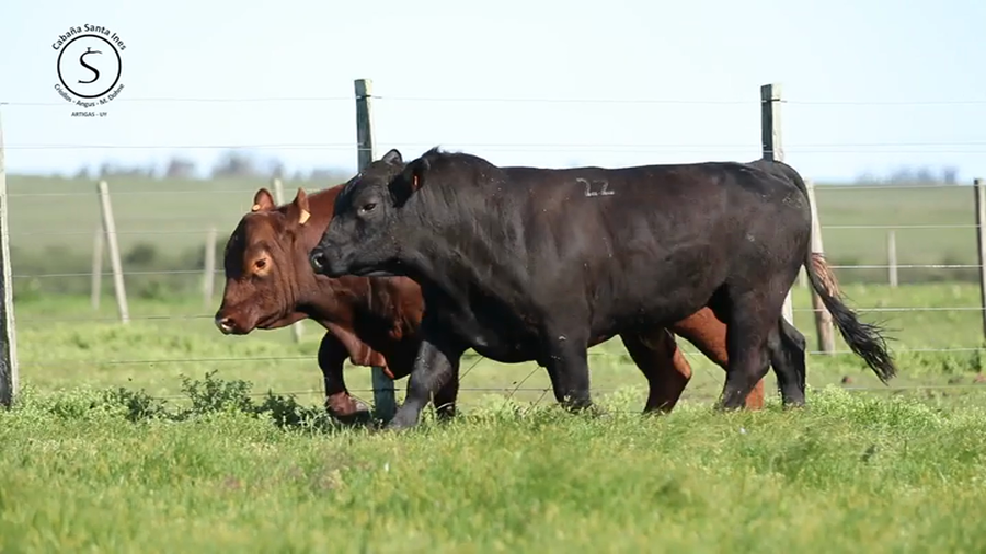 Lote 2 Toros PI / PO / PC a remate en Santa Ines, Artigas