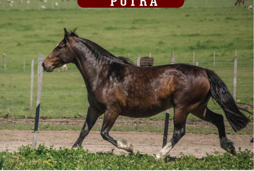 Lote YÚBELY FLOR DE GOTA